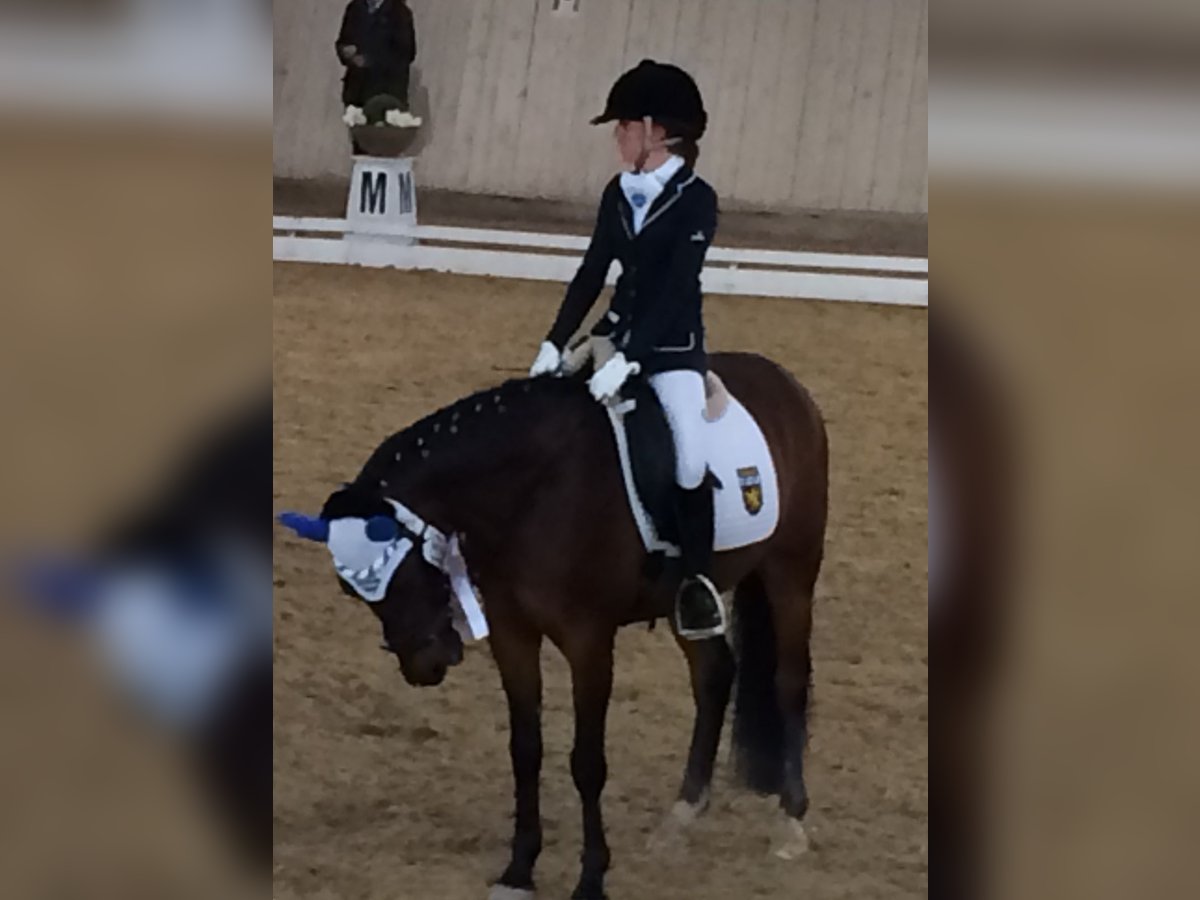 Deutsches Reitpony Wallach 19 Jahre 148 cm Brauner in Sauerlach