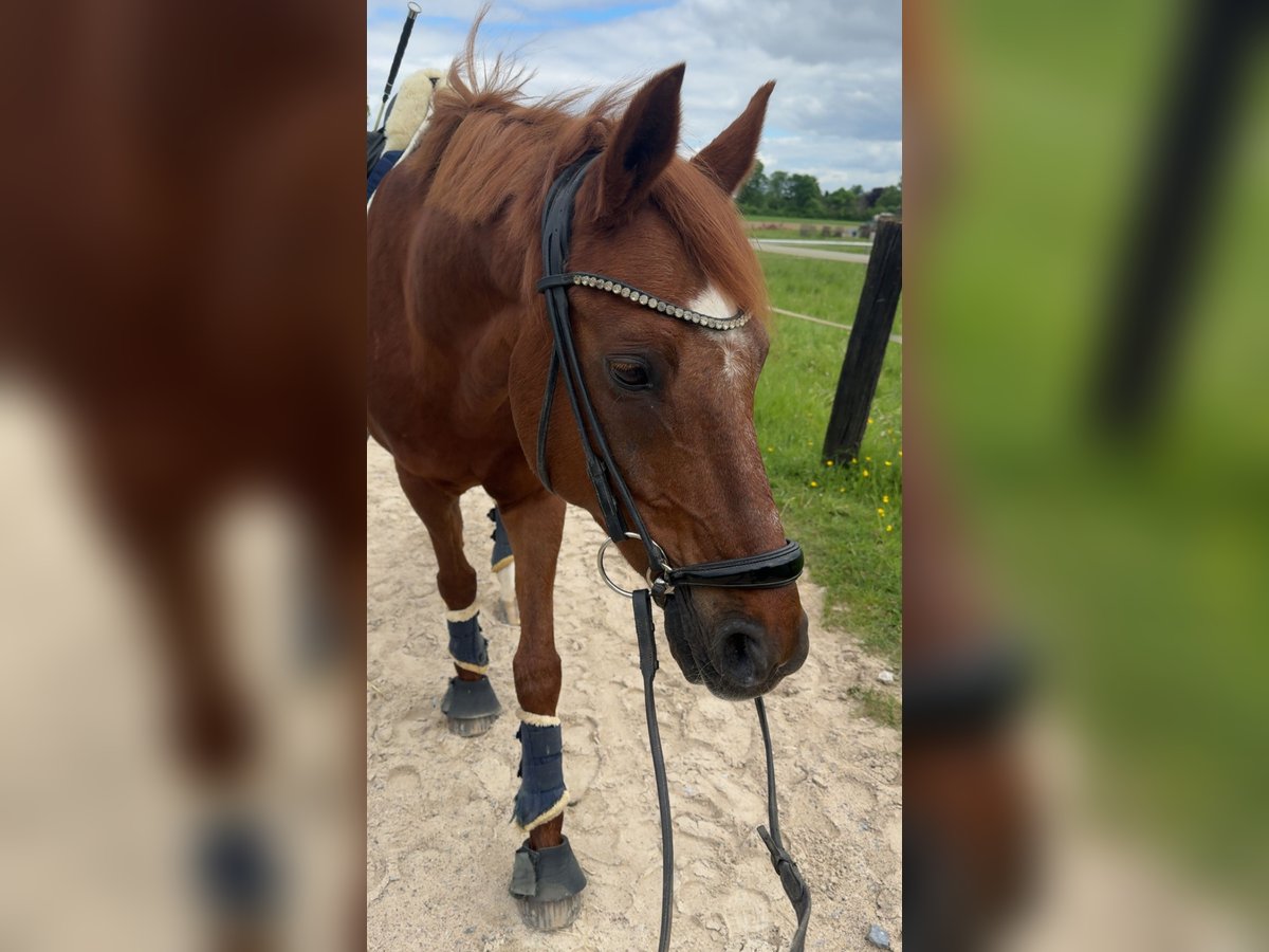 Deutsches Reitpony Wallach 19 Jahre 148 cm Fuchs in Mönchengladbach