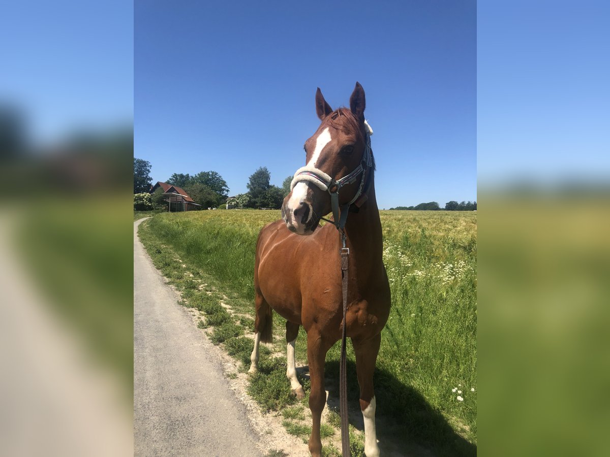 Deutsches Reitpony Wallach 19 Jahre 148 cm Fuchs in Rahden