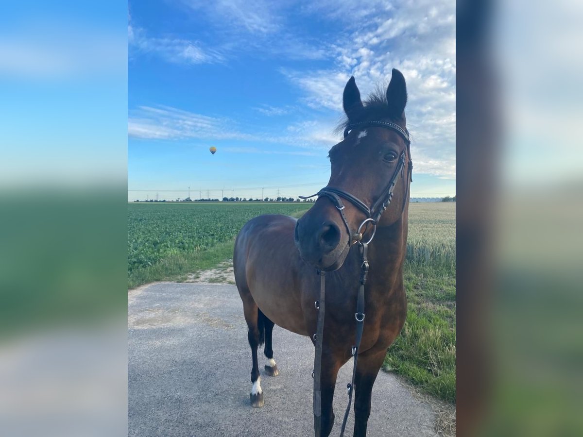 Deutsches Reitpony Wallach 19 Jahre 155 cm Dunkelbrauner in Erkelenz