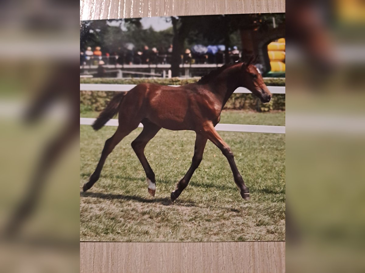 Deutsches Reitpony Wallach 1 Jahr 140 cm Brauner in Bersteland Freiwalde