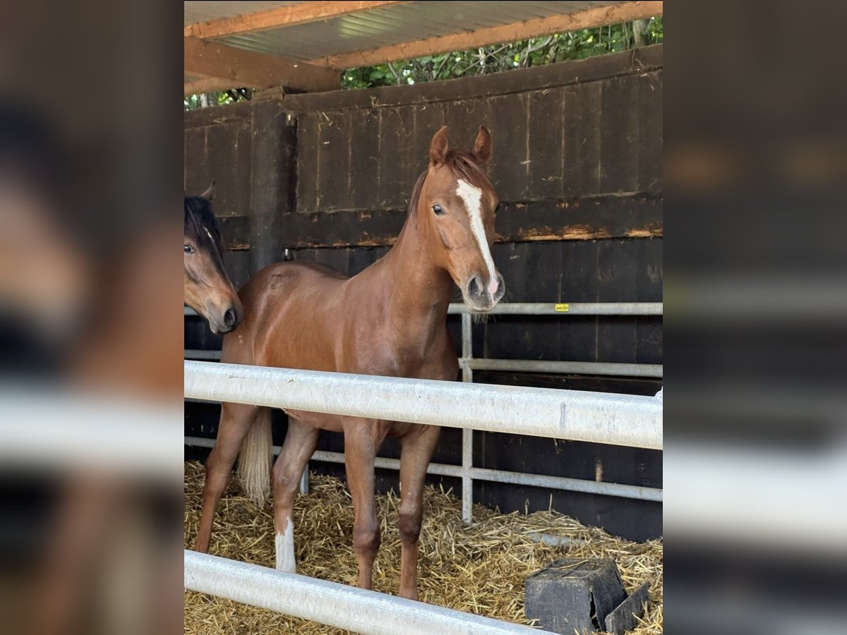 Deutsches Reitpony Mix Wallach 1 Jahr 144 cm Fuchs in Dormagen