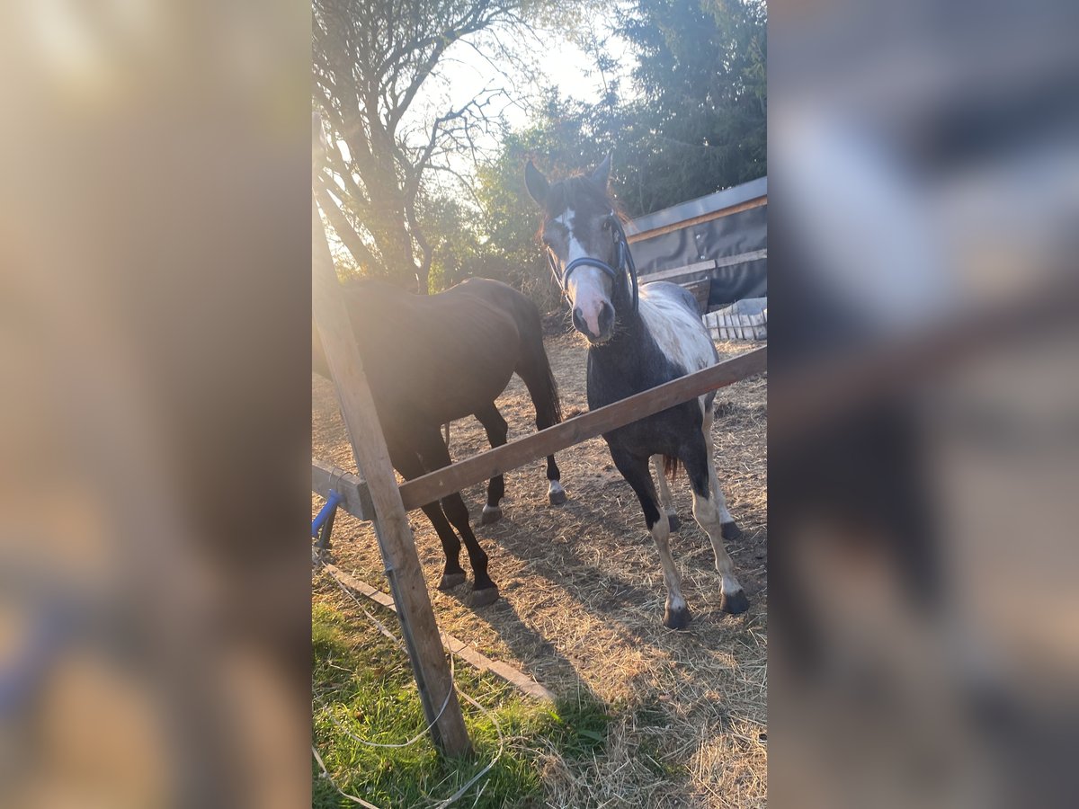 Deutsches Reitpony Wallach 1 Jahr 145 cm Schecke in Ladeburg