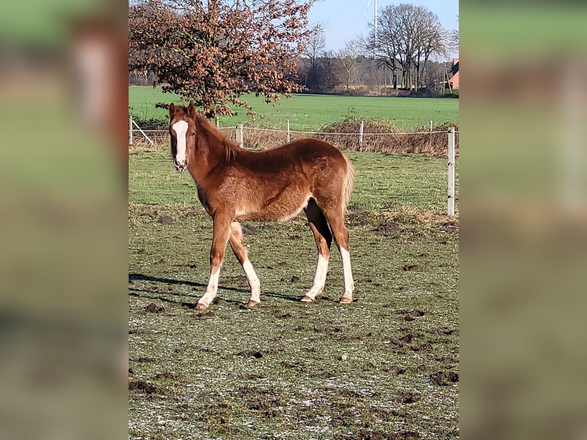 Deutsches Reitpony Wallach 1 Jahr 148 cm Fuchs in Spelle