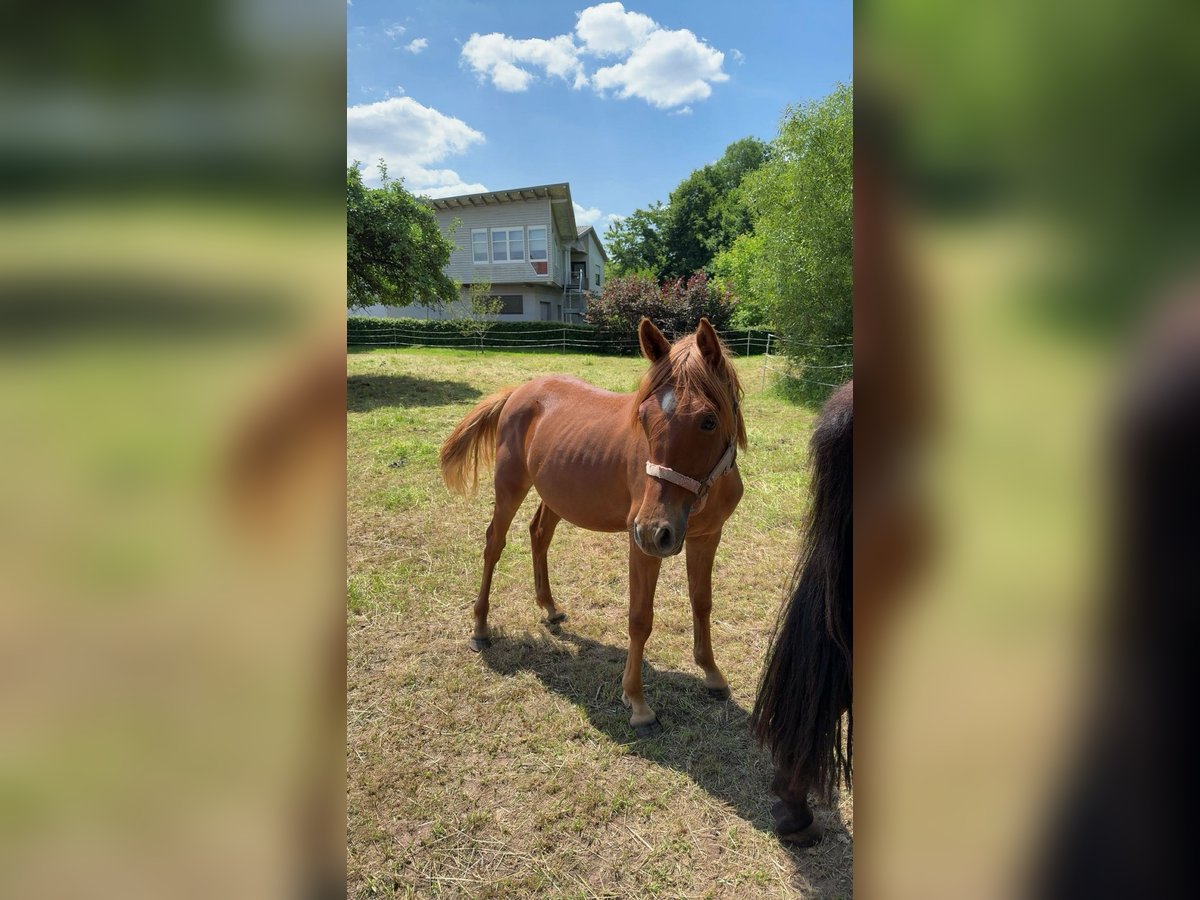 Deutsches Reitpony Wallach 1 Jahr 148 cm Fuchs in Elztal