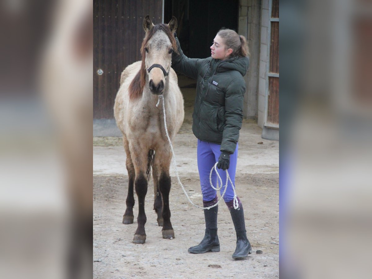 Deutsches Reitpony Mix Wallach 1 Jahr 155 cm Falbe in Buchen (Odenwald)