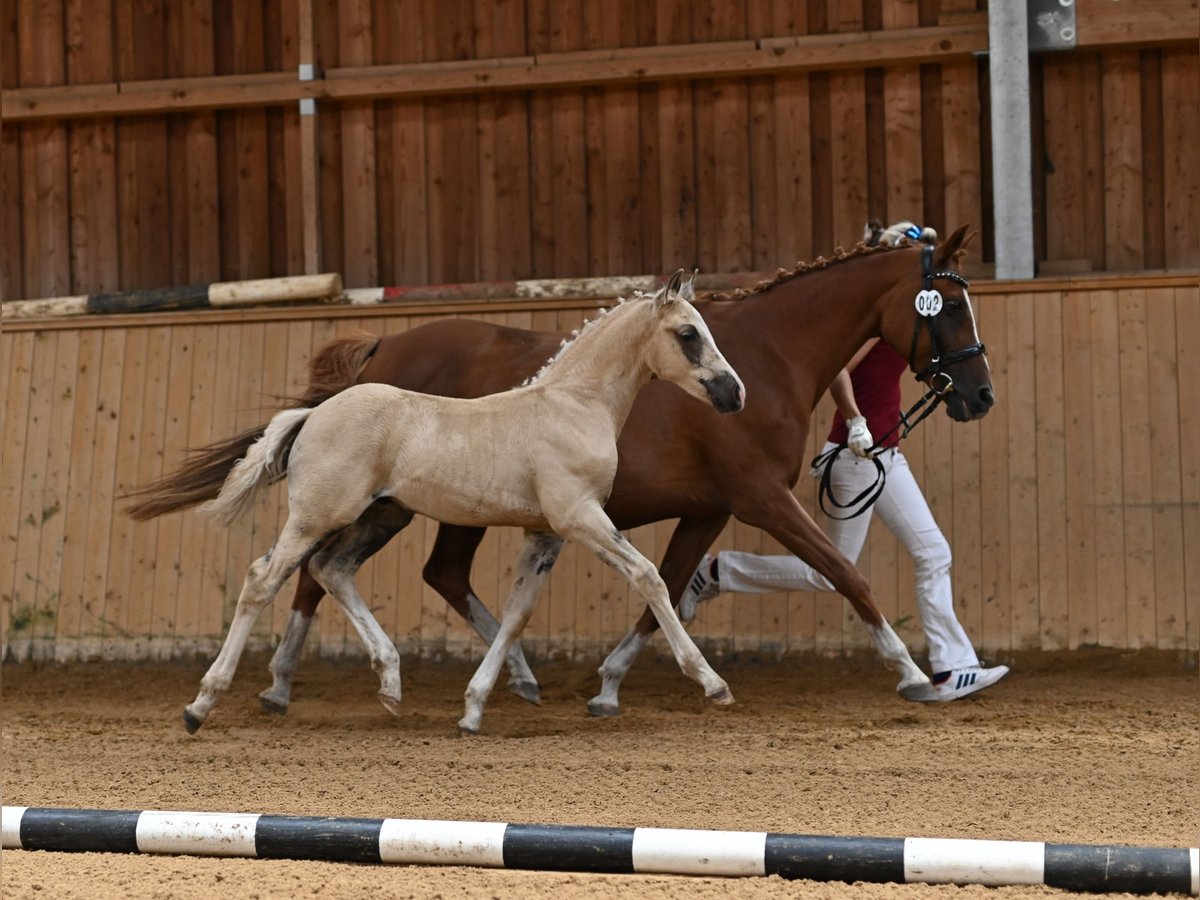 Deutsches Reitpony Wallach 1 Jahr 160 cm Palomino in Spreenhagen
