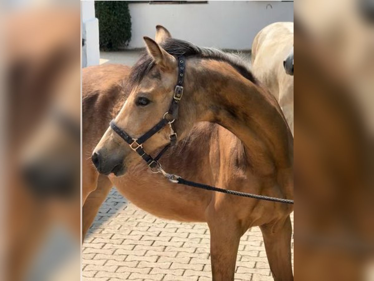 Deutsches Reitpony Wallach 1 Jahr Falbe in Zangberg