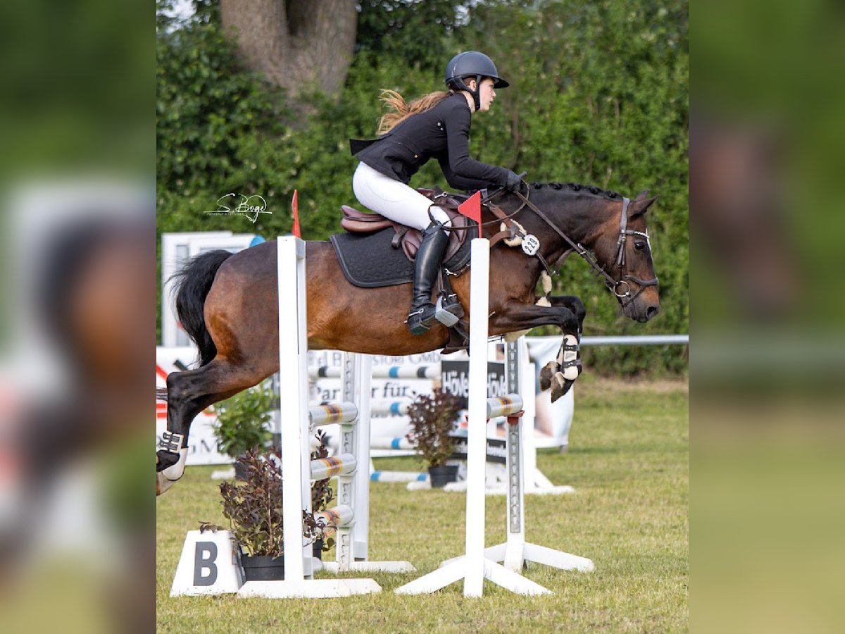 Deutsches Reitpony Mix Wallach 20 Jahre 137 cm Dunkelbrauner in Brook