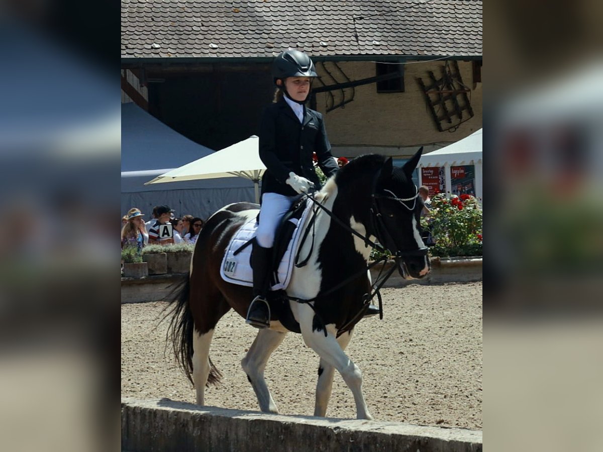 Deutsches Reitpony Mix Wallach 20 Jahre 141 cm Schecke in Dirmstein