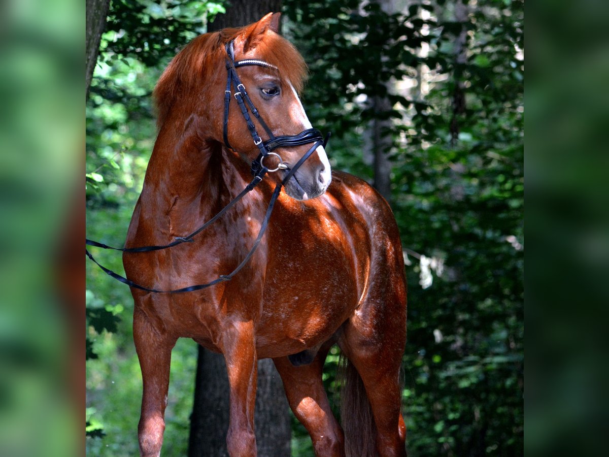 Deutsches Reitpony Wallach 20 Jahre 143 cm Rotfuchs in Pentenried