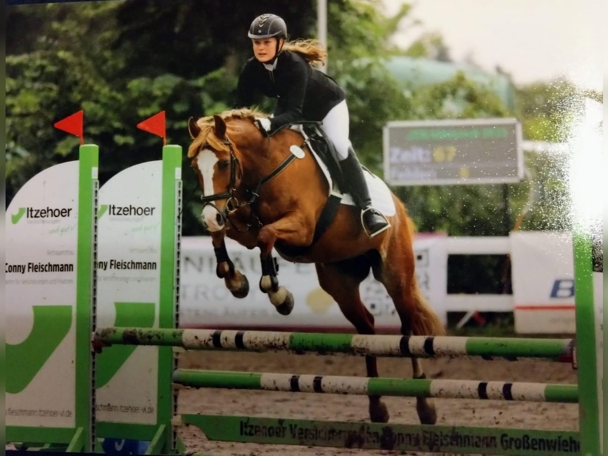 Deutsches Reitpony Wallach 20 Jahre 146 cm Fuchs in Husum