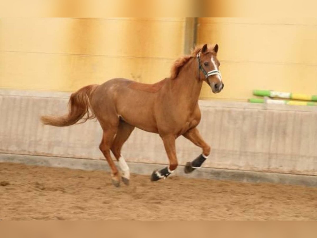 Deutsches Reitpony Wallach 20 Jahre 154 cm Fuchs in Reilingen