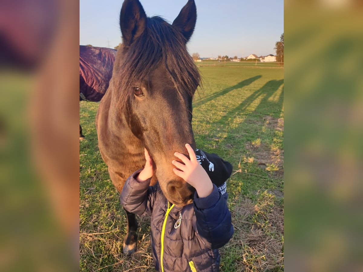 Deutsches Reitpony Mix Wallach 21 Jahre 136 cm Dunkelbrauner in Stadtallendorf