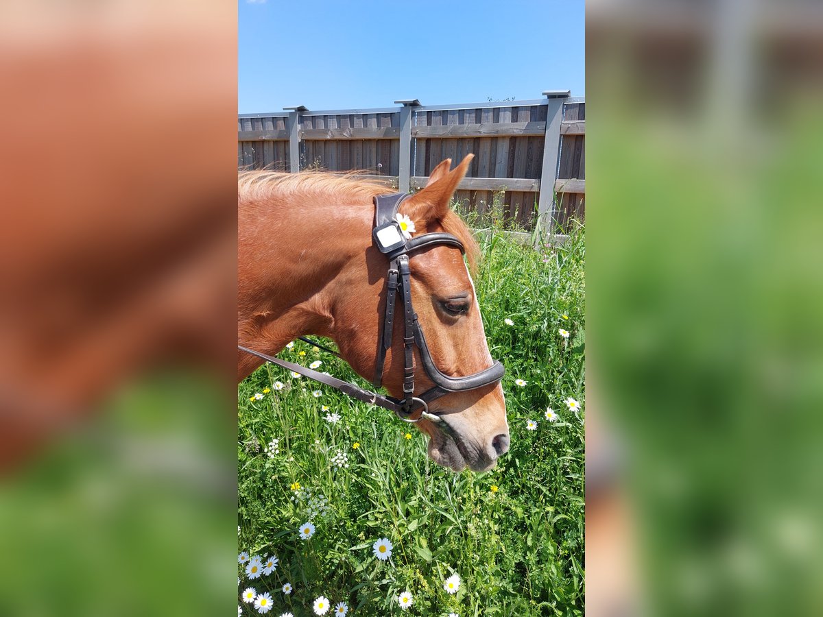 Deutsches Reitpony Wallach 21 Jahre 143 cm Fuchs in Friedrichshafen