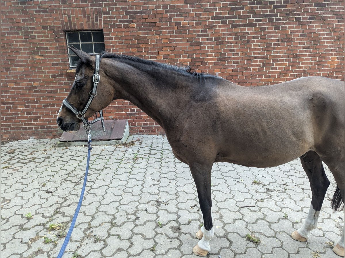 Deutsches Reitpony Wallach 21 Jahre 145 cm Brauner in D&#xF6;rverden