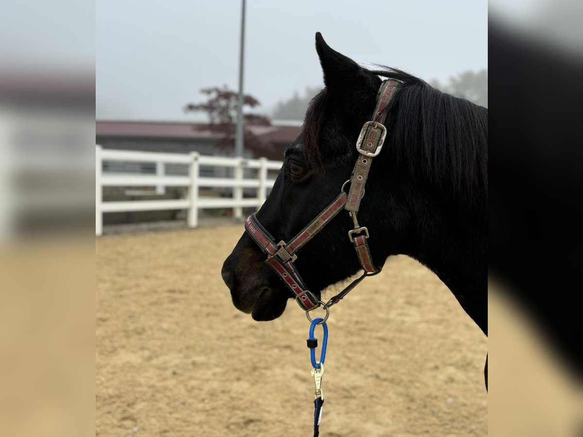 Deutsches Reitpony Wallach 21 Jahre 146 cm Braunfalbschimmel in Attenkirchen