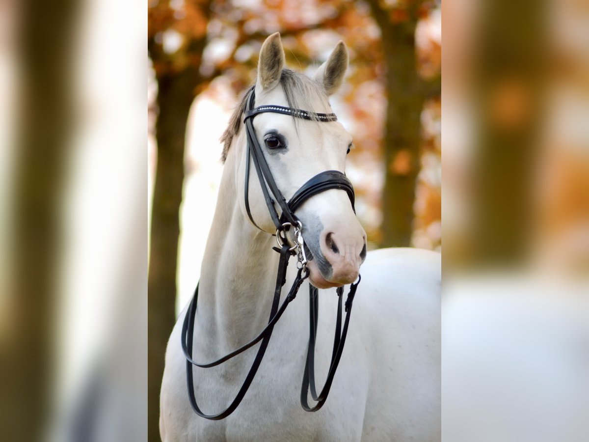Deutsches Reitpony Wallach 21 Jahre 153 cm Schimmel in Algermissen