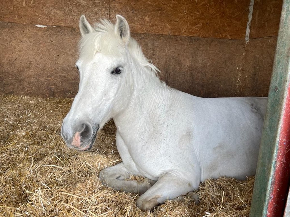 Deutsches Reitpony Wallach 22 Jahre 130 cm Schimmel in Karlsfeld