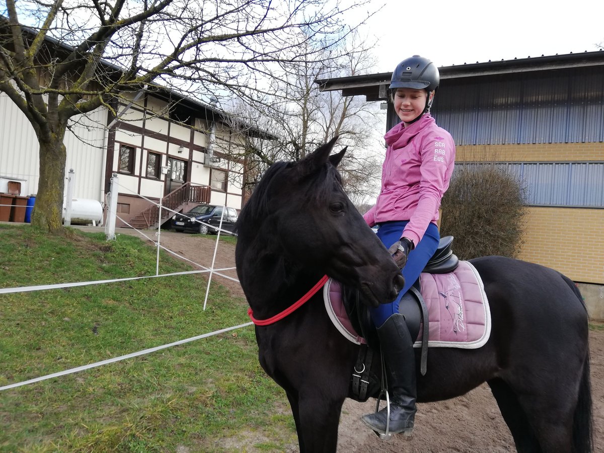 Deutsches Reitpony Mix Wallach 22 Jahre 143 cm Rappe in Karlsruhe