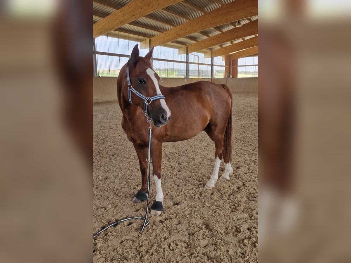 Deutsches Reitpony Wallach 22 Jahre 146 cm Dunkelfuchs in Osterburken