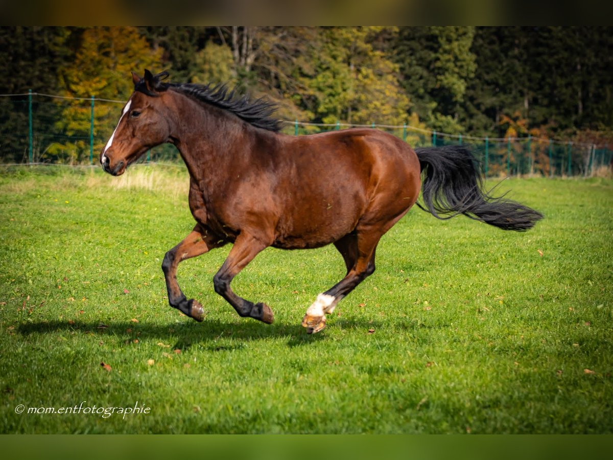 Deutsches Reitpony Wallach 22 Jahre 148 cm Brauner in Simmersfeld