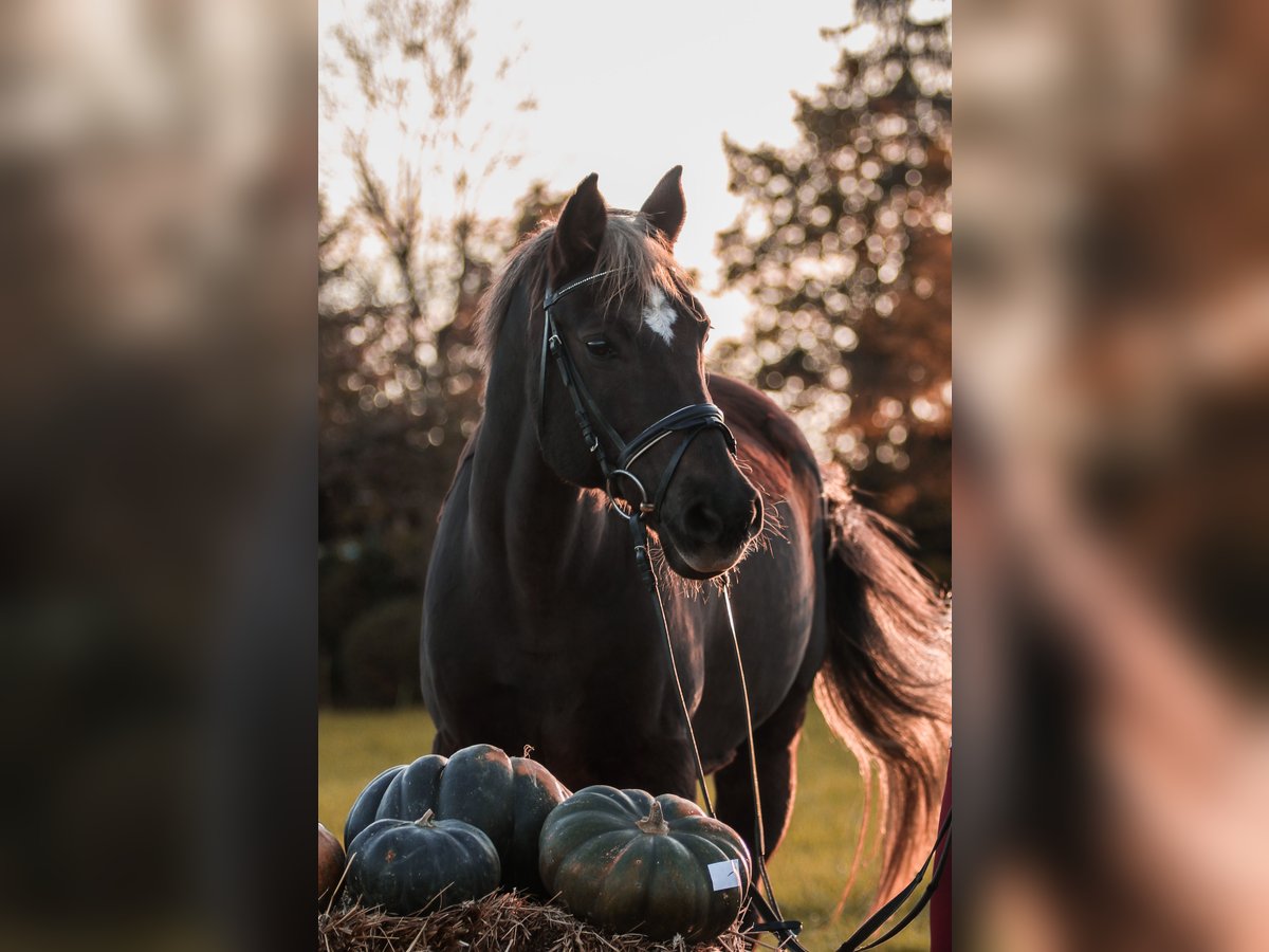 Deutsches Reitpony Wallach 23 Jahre Dunkelfuchs in Ehningen