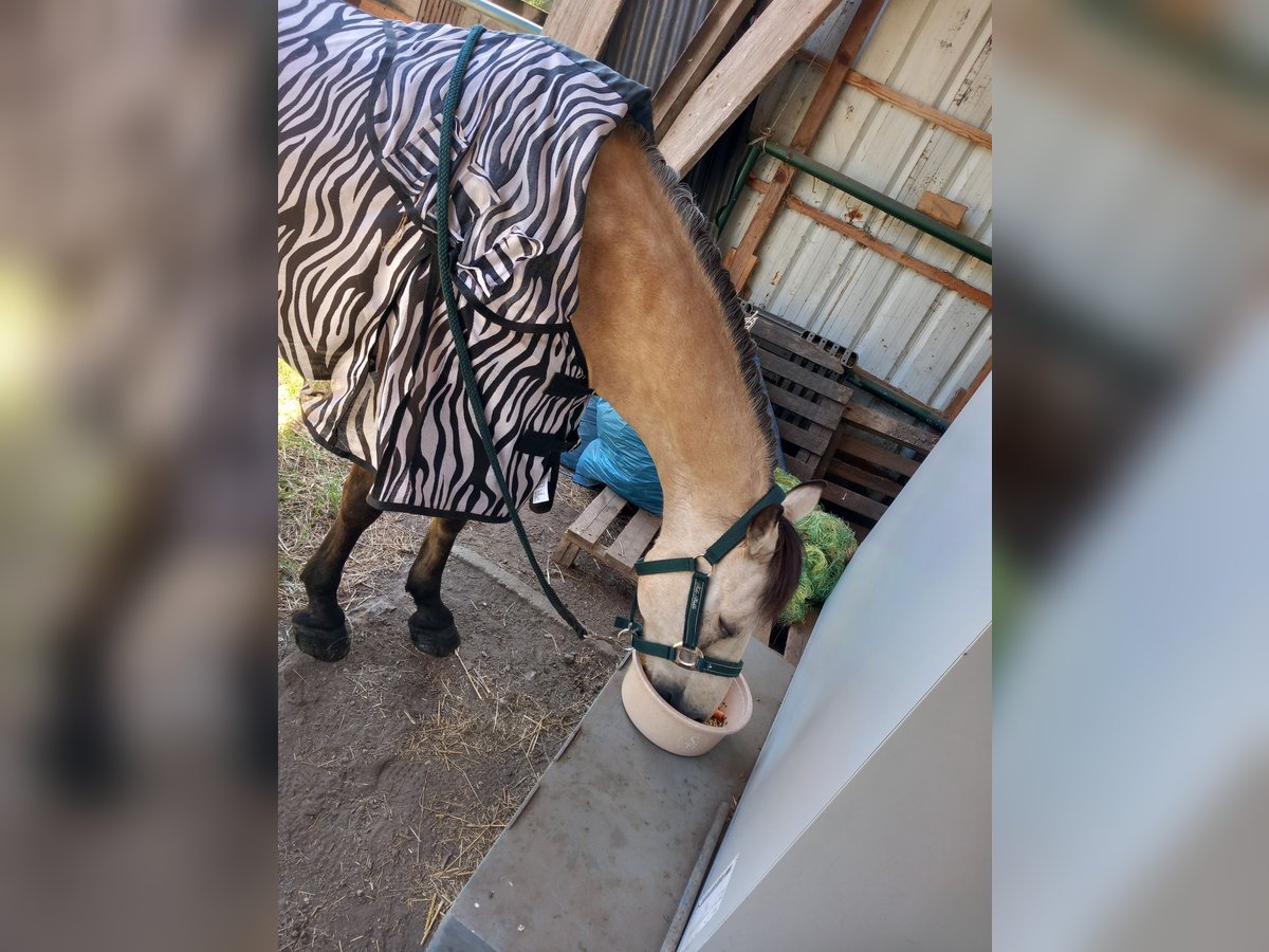 Deutsches Reitpony Mix Wallach 24 Jahre 140 cm Falbe in Obertrebra