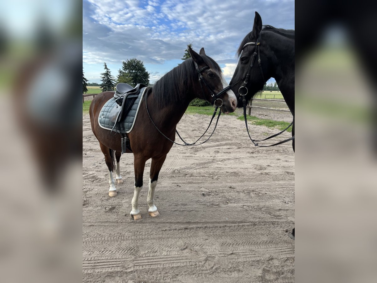 Deutsches Reitpony Wallach 24 Jahre 150 cm Brauner in Dallgow-Döberitz
