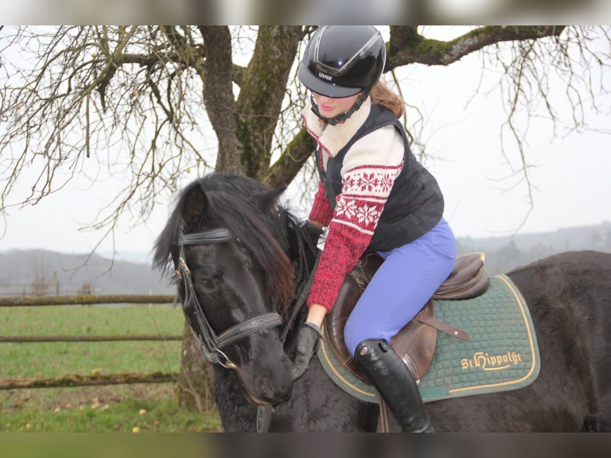 Deutsches Reitpony Wallach 25 Jahre 147 cm Rappe in Buchen (Odenwald)