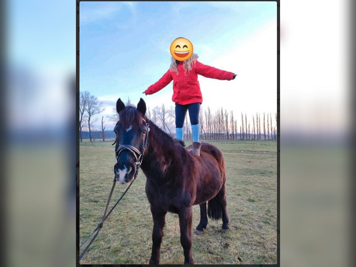 Deutsches Reitpony Wallach 25 Jahre 148 cm Schwarzbrauner in Werder/Havel