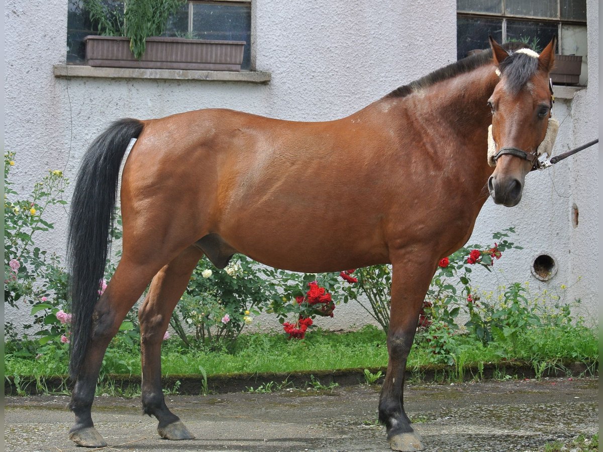 Deutsches Reitpony Wallach 27 Jahre 145 cm Brauner in Waldstetten