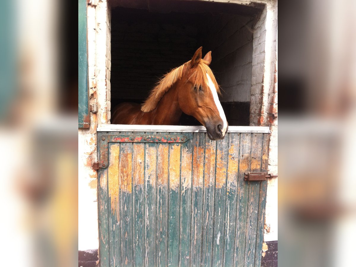 Deutsches Reitpony Mix Wallach 27 Jahre 152 cm Fuchs in Bad Laasphe