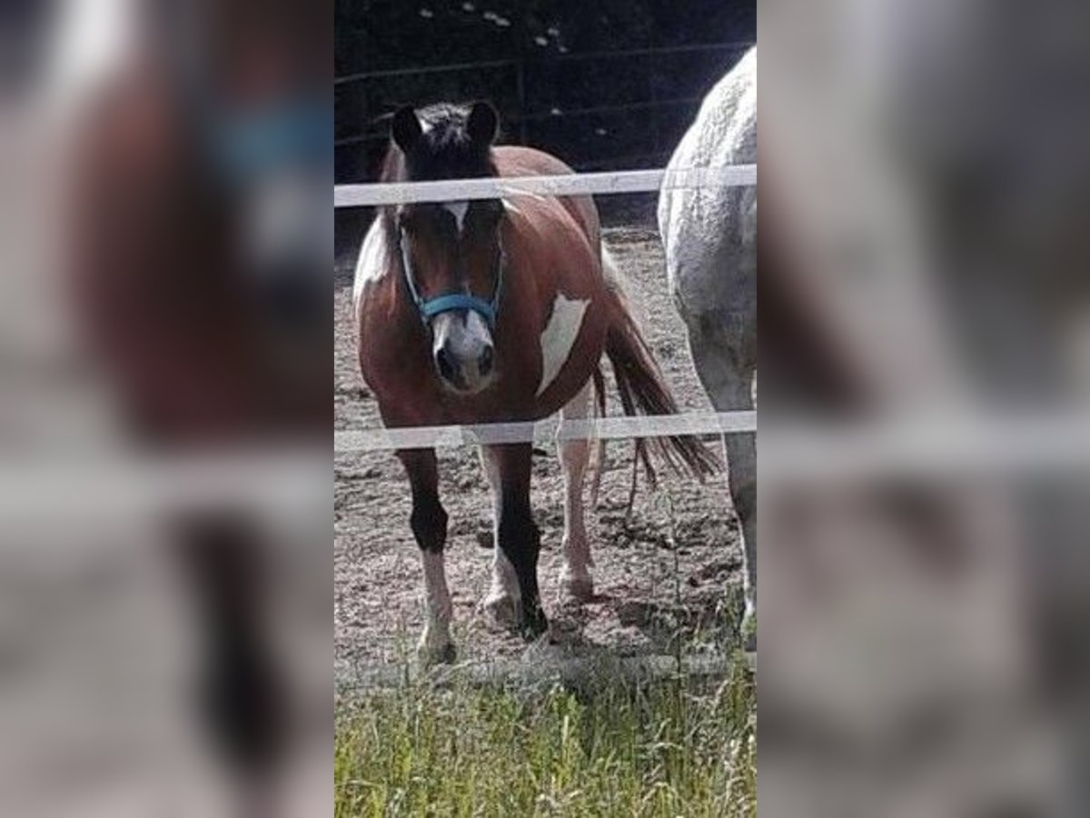 Deutsches Reitpony Wallach 28 Jahre 132 cm Schecke in W&#xFC;rzburg