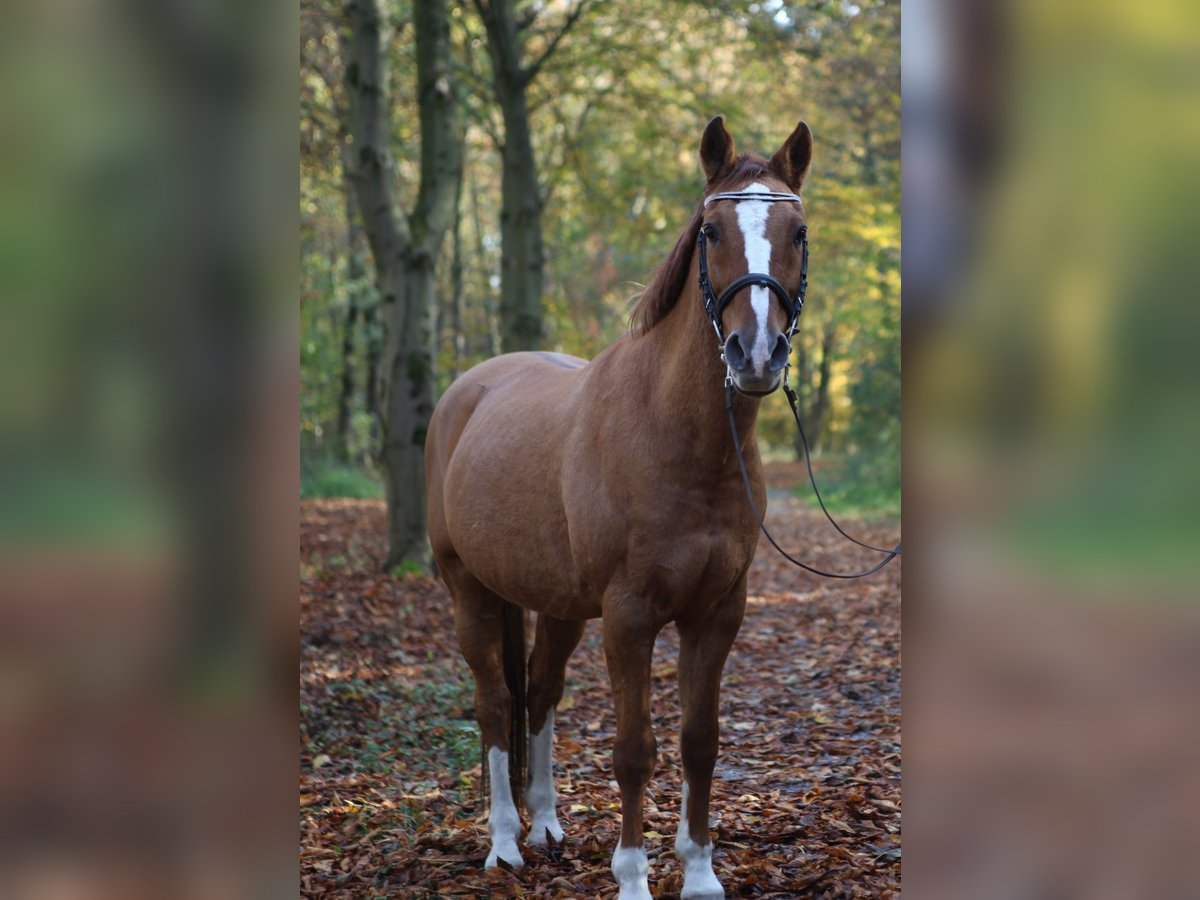 Deutsches Reitpony Wallach 28 Jahre 148 cm Fuchs in Duisburg