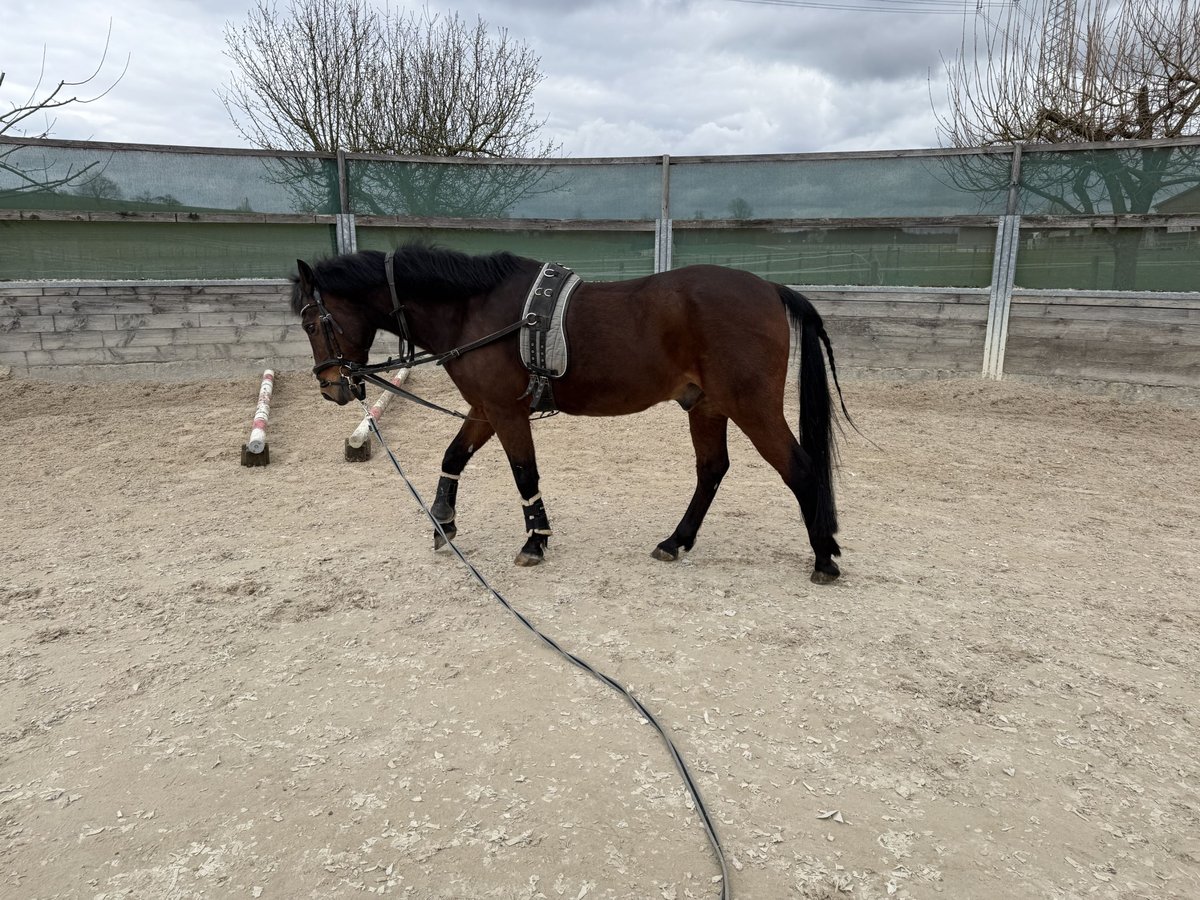 Deutsches Reitpony Wallach 29 Jahre 145 cm Brauner in N&#xFC;rtingenWendlingen