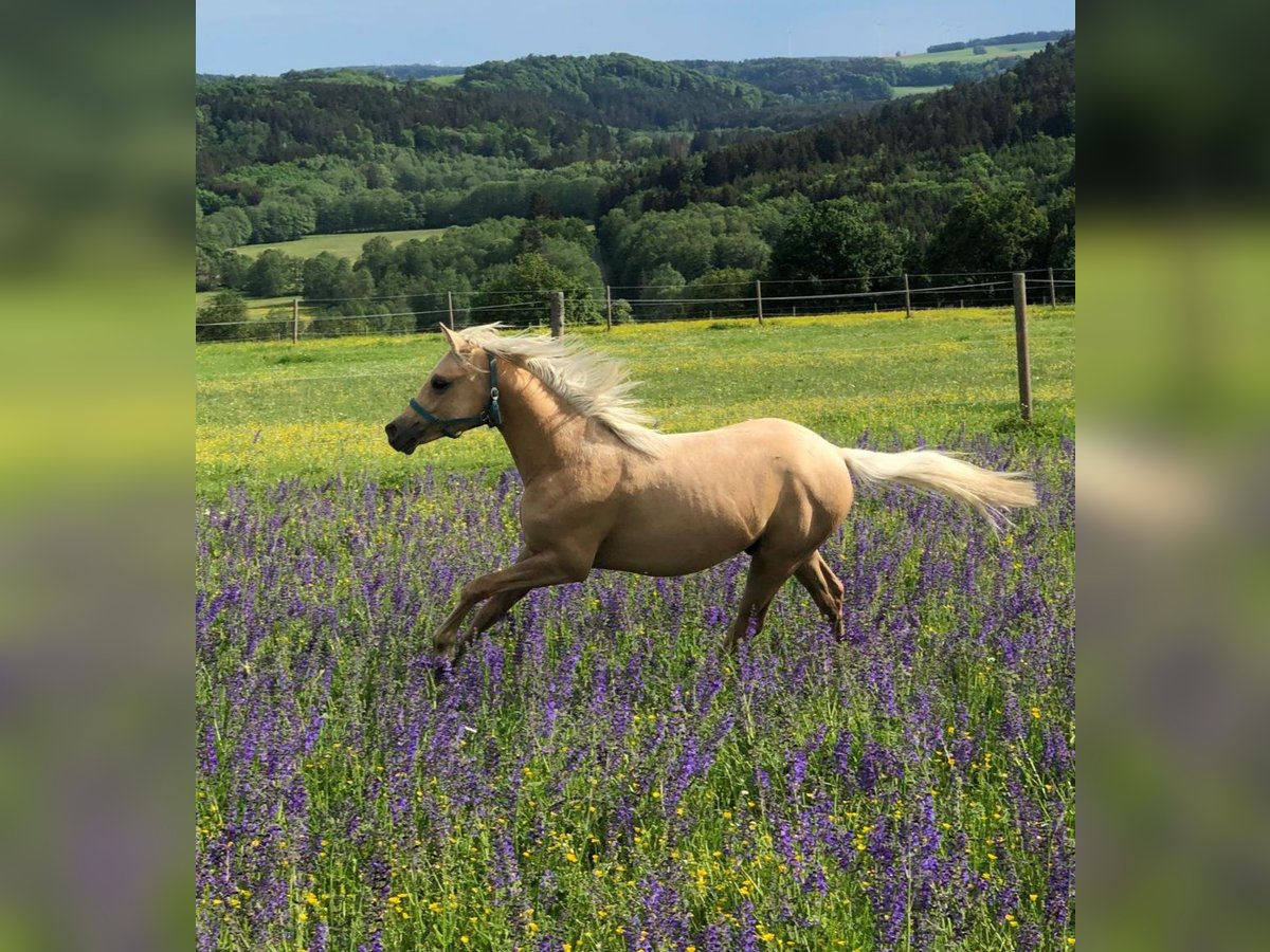 Deutsches Reitpony Wallach 2 Jahre 133 cm Palomino in Deining