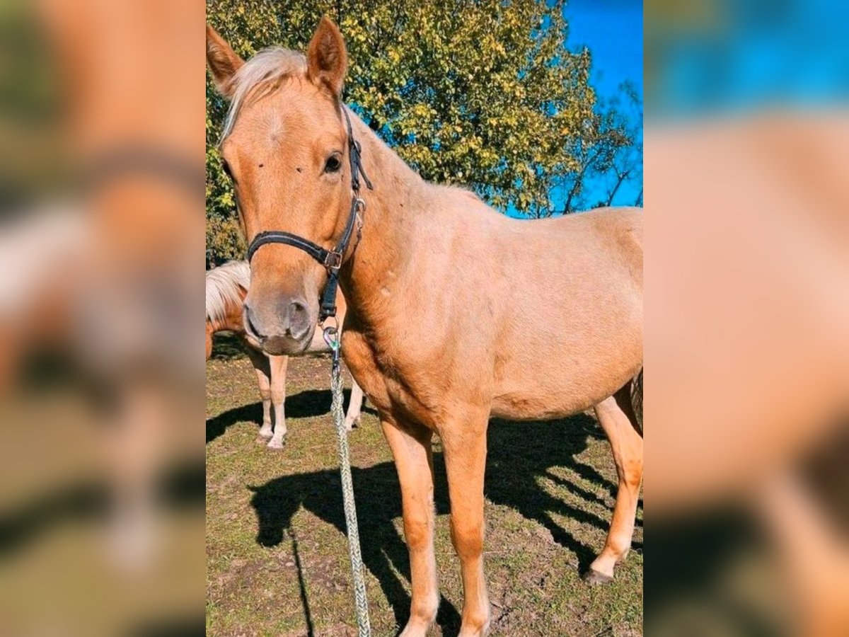 Deutsches Reitpony Wallach 2 Jahre 135 cm Palomino in Mixdorf