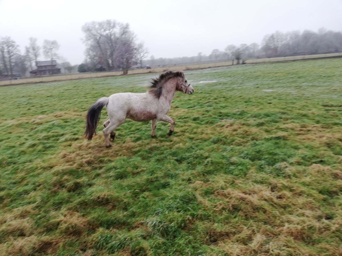 Deutsches Reitpony Mix Wallach 2 Jahre 135 cm Roan-Red in Oyten