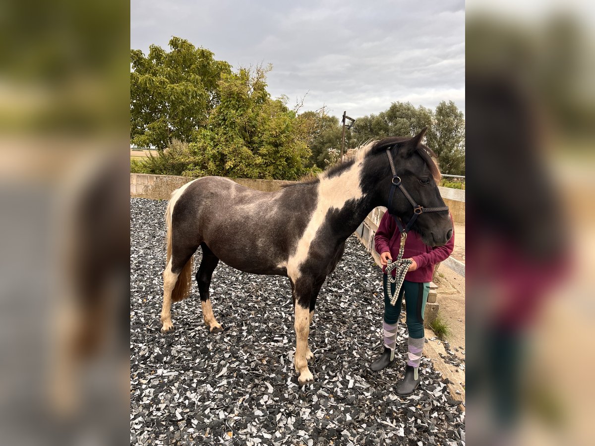 Deutsches Reitpony Wallach 2 Jahre 135 cm Schecke in B&#xFC;tzow