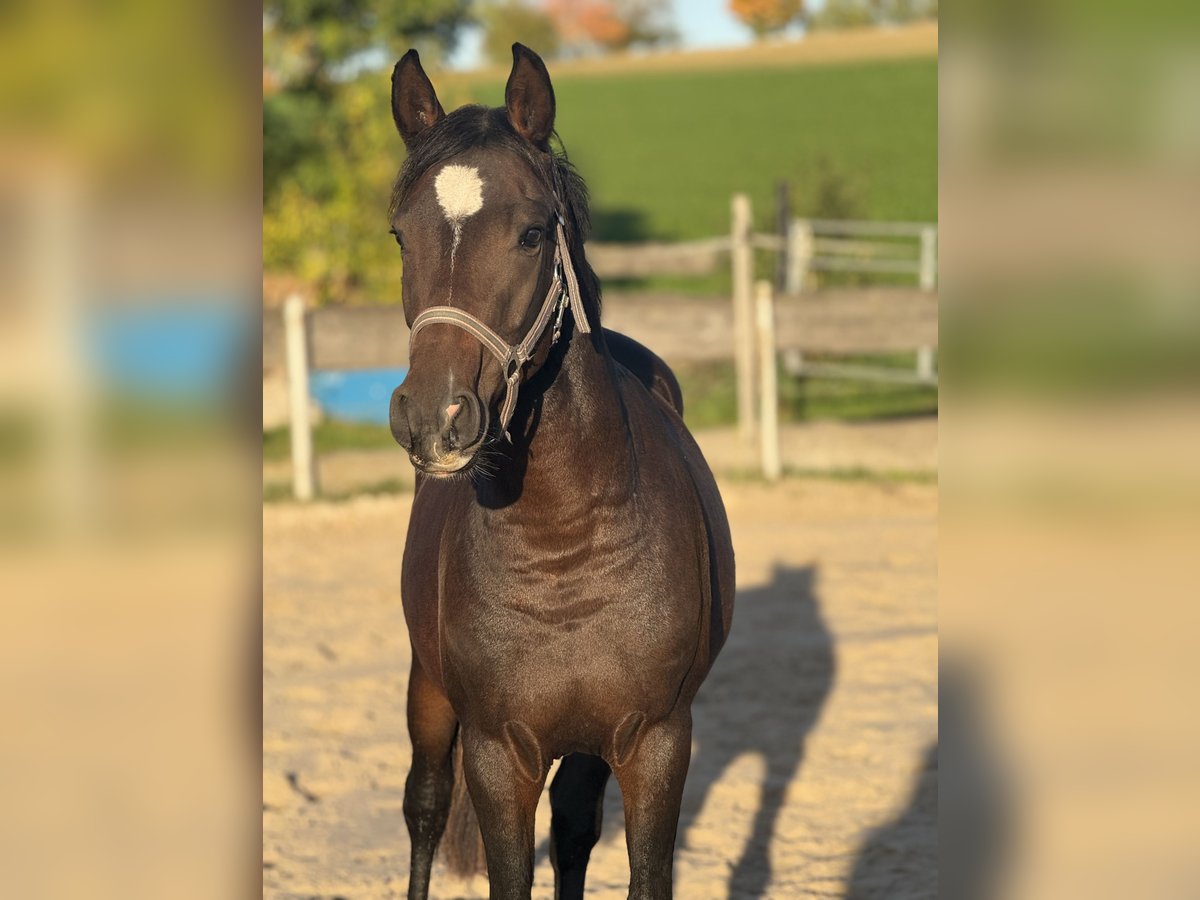 Deutsches Reitpony Wallach 2 Jahre 140 cm Brauner in Einbeck/Ahlshausen