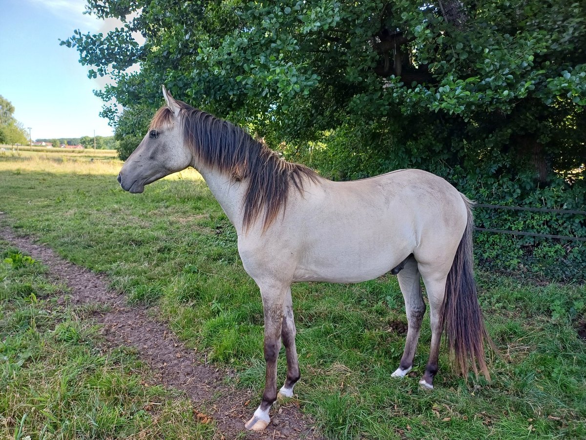 Deutsches Reitpony Wallach 2 Jahre 140 cm Falbe in Brockum