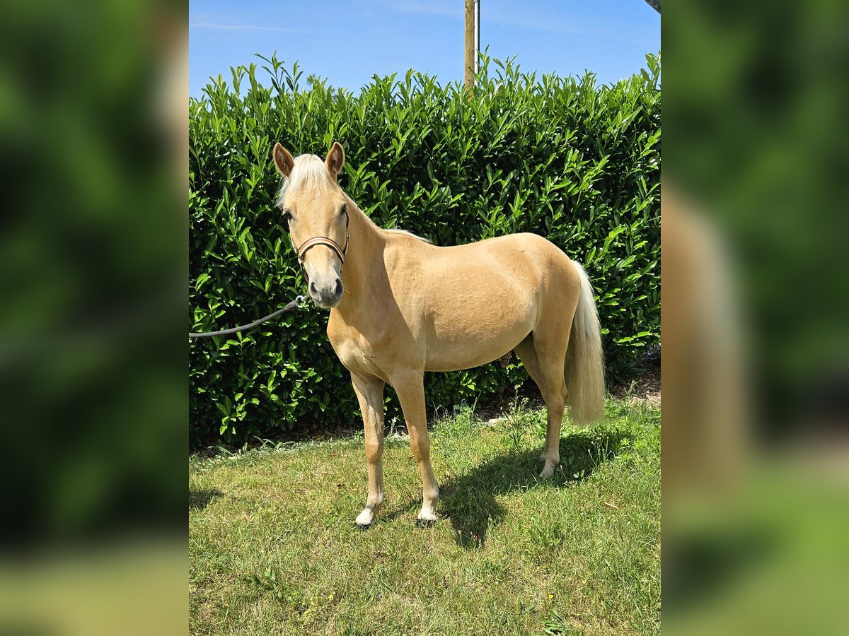 Deutsches Reitpony Wallach 2 Jahre 140 cm Palomino in Mixdorf