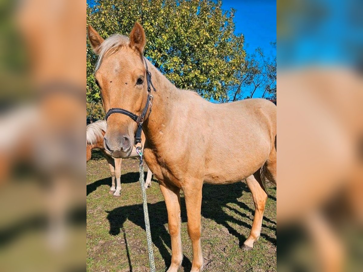 Deutsches Reitpony Wallach 2 Jahre 140 cm Palomino in Mixdorf