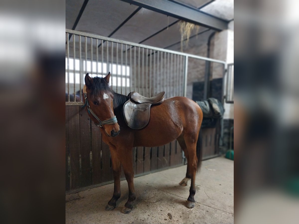 Deutsches Reitpony Mix Wallach 2 Jahre 142 cm Brauner in Cambs