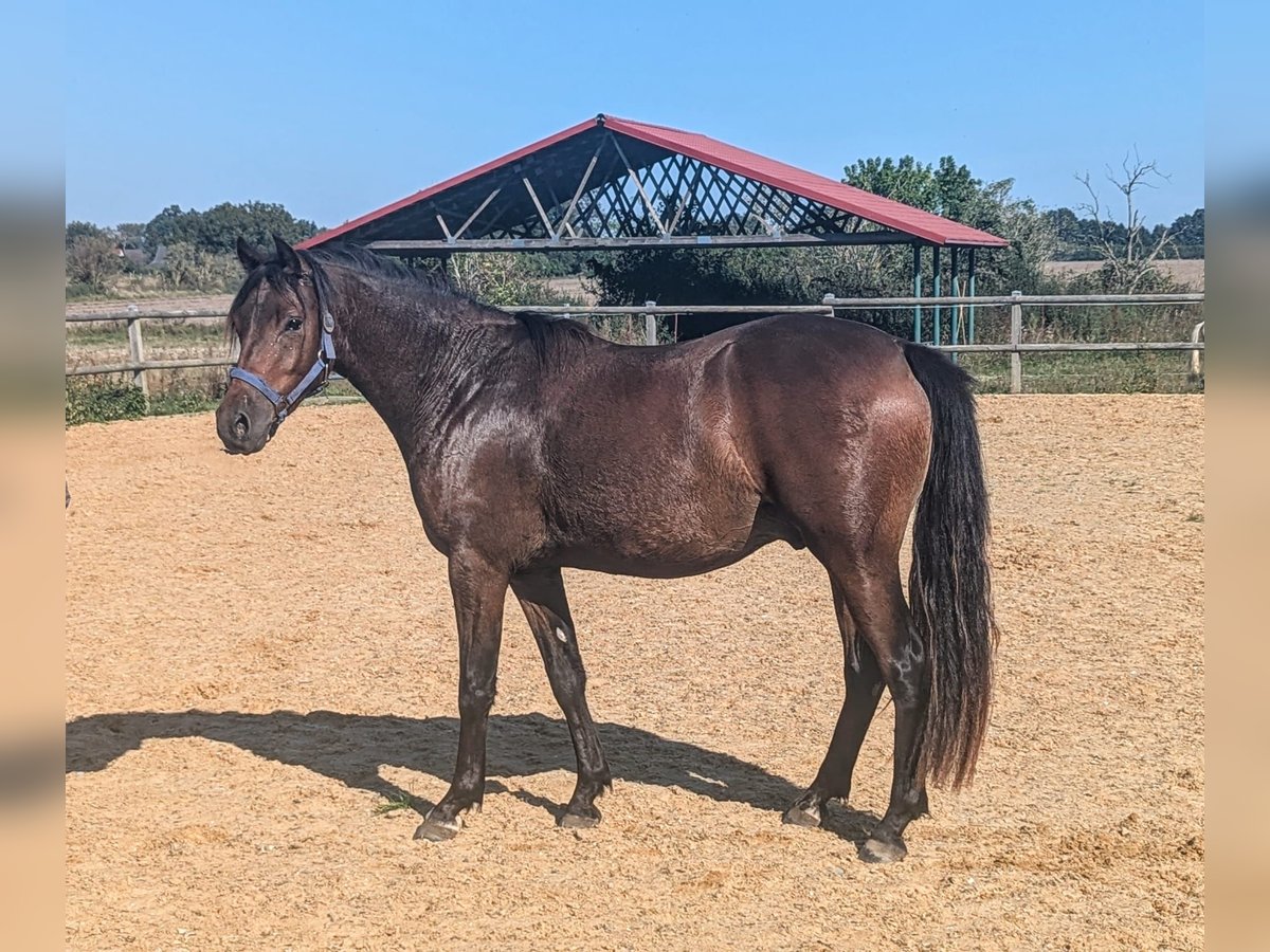 Deutsches Reitpony Wallach 2 Jahre 142 cm Dunkelbrauner in Rehfelde