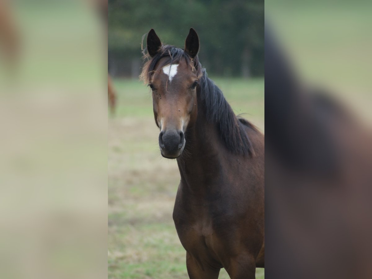 Deutsches Reitpony, Wallach in Neuenkirchen-Vörden