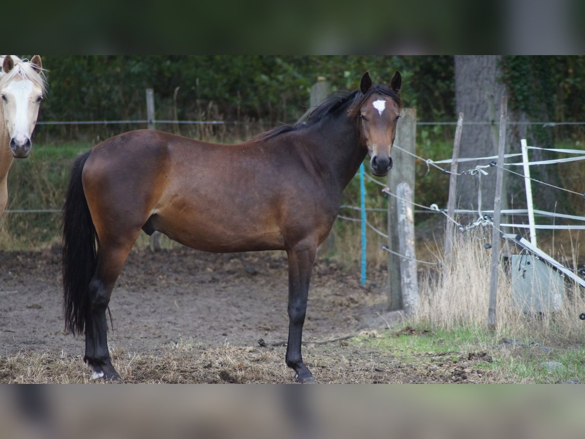 Deutsches Reitpony, Wallach in Neuenkirchen-Vörden