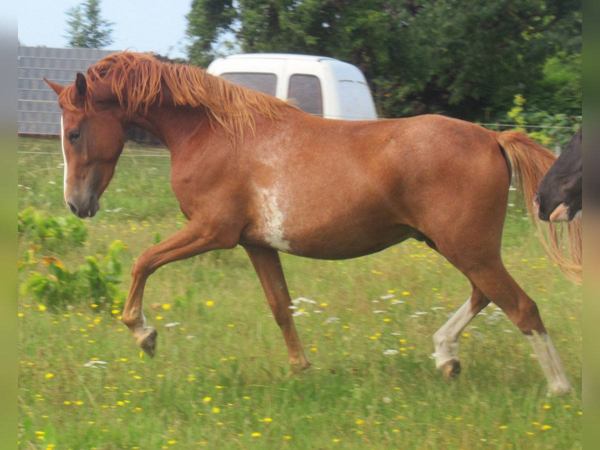 Deutsches Reitpony Wallach 2 Jahre 142 cm Fuchs in Velpke