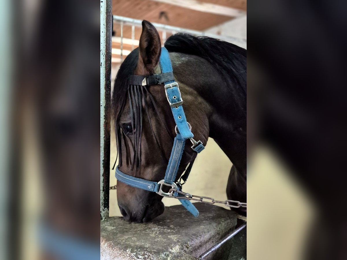 Deutsches Reitpony Mix Wallach 2 Jahre 142 cm Rotbrauner in Zirkow